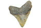 Serrated, Fossil Megalodon Tooth - North Carolina #346344-1